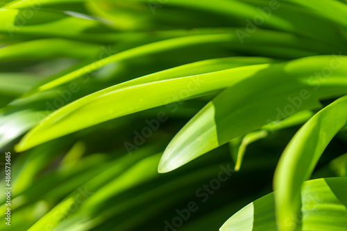 Grass blurred background. Close-up of long bright leaves. Tropical plant in defocus. Green grass.