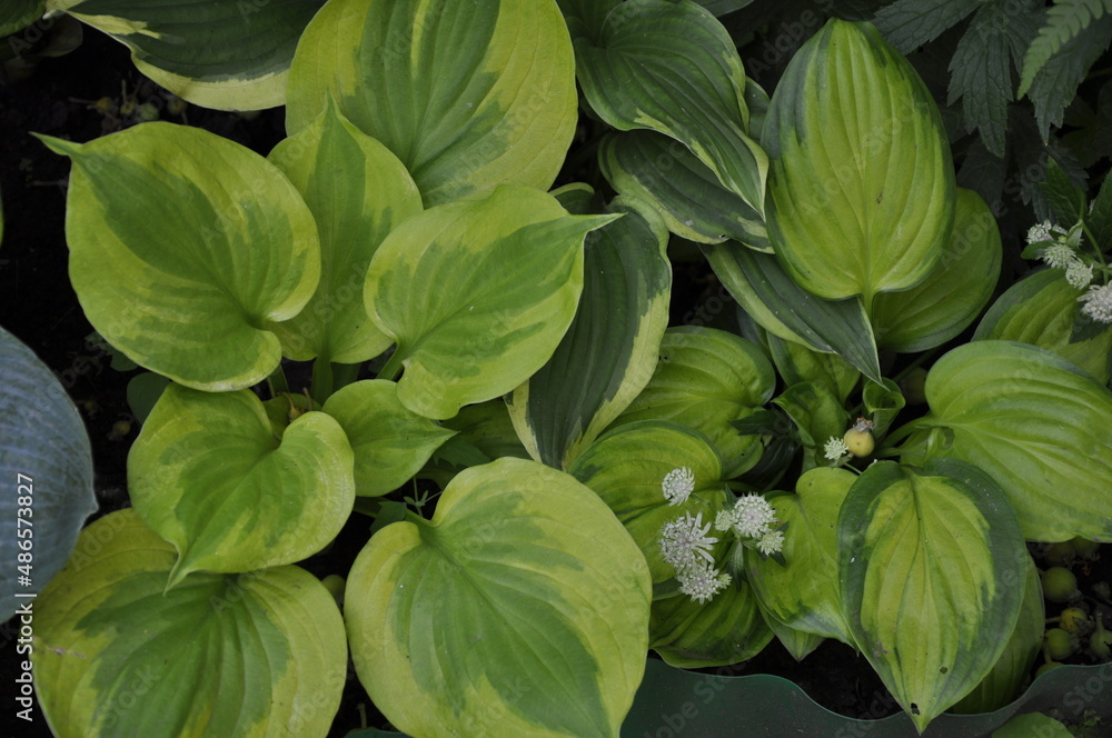 Hostas flowers for a shady garden. Hostas flowers for a shady garden.