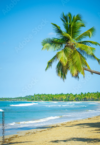 White sandy beach with a beautiful palm tree. Green palm branches against the blue sky. Landscape of the sea near the coastline. Palm peninsula on a sunny day.