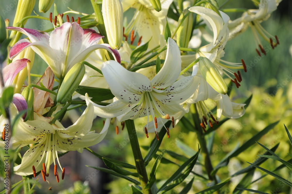 Obraz premium Garden flowers 