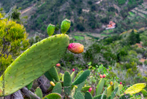 VALLEHERMOSO, LA GOMERA, Kanarische Inseln: Wanderung im Norden der Insel mit Blick von oben auf den pittoresken Ort mit bunten Häusern und den Bergen,  Close-Up von Kaktus photo