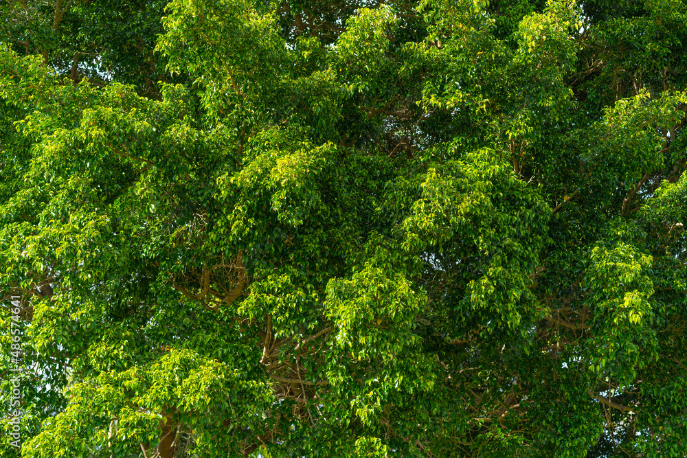 Obraz premium Beautiful crown of a tropical tree with green foliage close-up. Sunny day in the summer park. Brown tree branches with succulent green leaves.