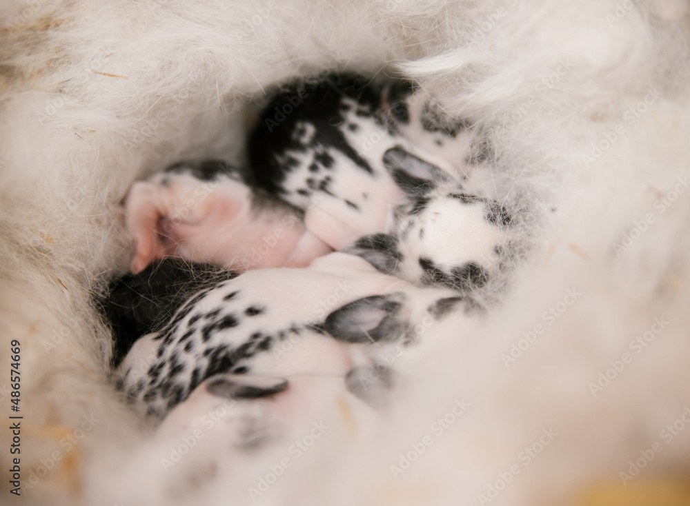A newborn rabbit in a nest with mother's fur. A group of baby rabbits moves and sometimes sleeps around the nest. A newborn rabbit in a nest with mother's fur. A group of baby rabbits moves and sometimes sleeps around the nest.
