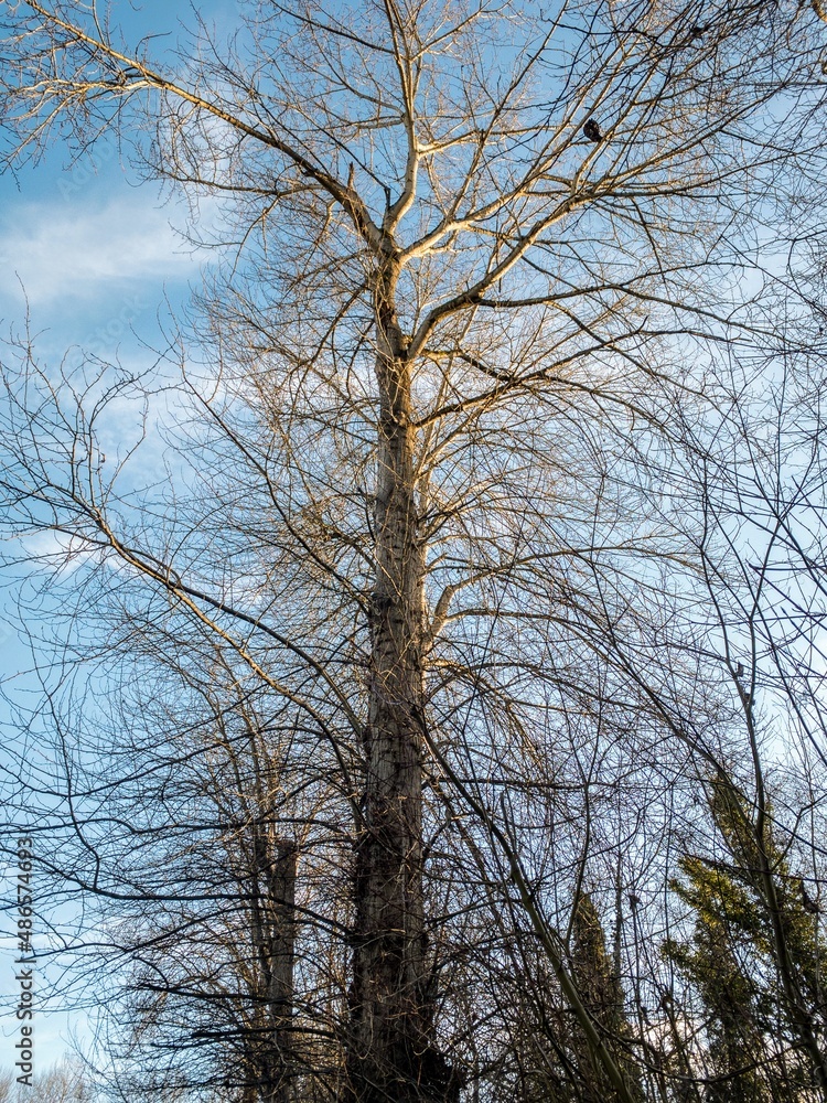 trees and sky trees and sky