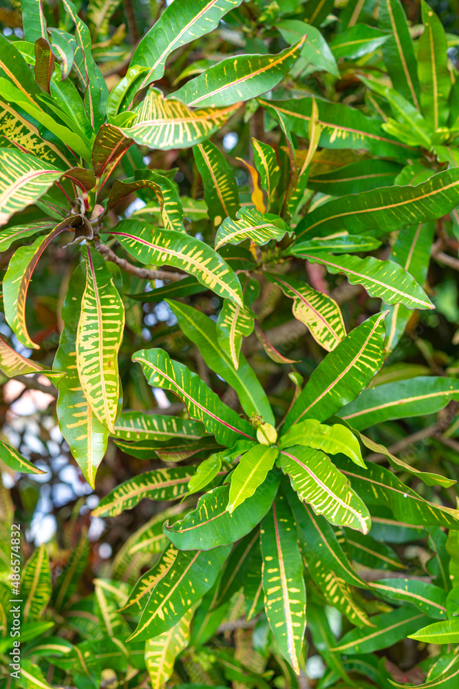 Variegated leaves of a plant close-up. Red and yellow veins on green leaves. Botanical Garden. Exotic ornamental plant. Beautiful tree leaves. Variegated leaves of a plant close-up. Red and yellow veins on green leaves. Botanical Garden. Exotic ornamental plant. Beautiful tree leaves.