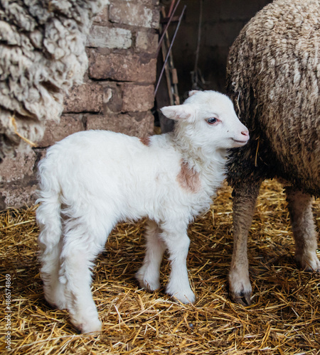 A home farm for the production of wool. Livestock. The ranch.A group of sheep and small lambs are standing in a barn.