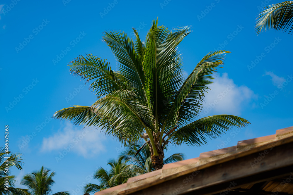 Palmeira em Ilhéus, Bahia. Brasil. 