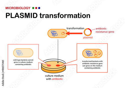 Microbiology diagram show concept and selection of plasmid or vector transformation in bacteria on selective agar medium containing antibiotic 