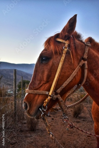 portrait of a horse © Dylan