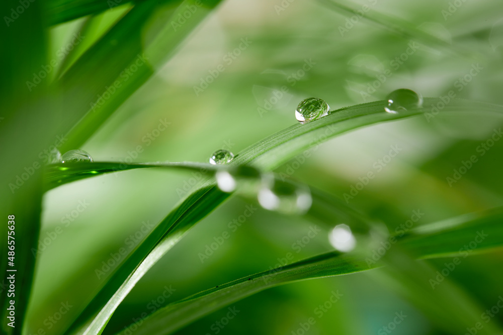 Naklejka premium A closeup of water drops on green leaf after raindrops