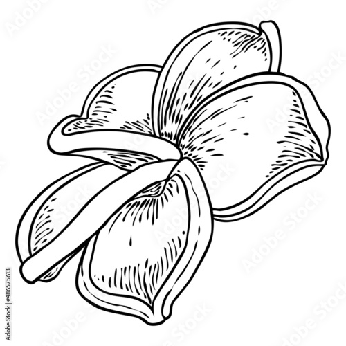 Plumeria flower design. Tropical flower of exotic plant made of real plumeria. Blossom of Hawaiian frangipani with open petals, isolated. Traditional floral welcome decoration. Vector.