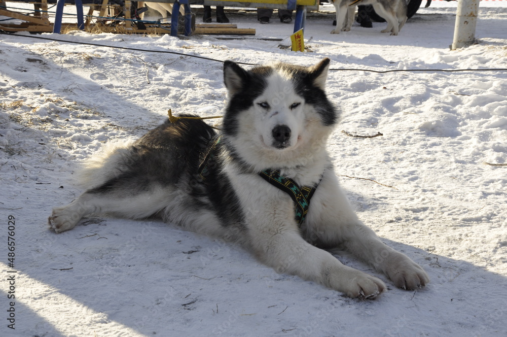 Naklejka premium Husky dogs