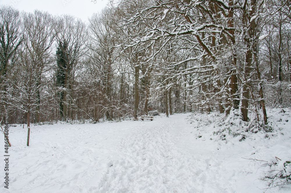 Winter snows in the woods.
