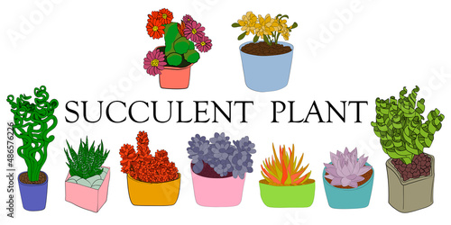 Succulent plant. Color illustration of different types of succulents. Hand drawn plants.