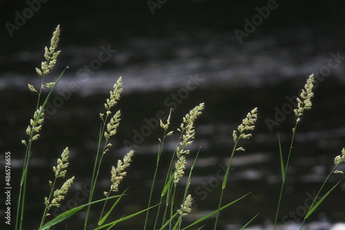 grass in the wind