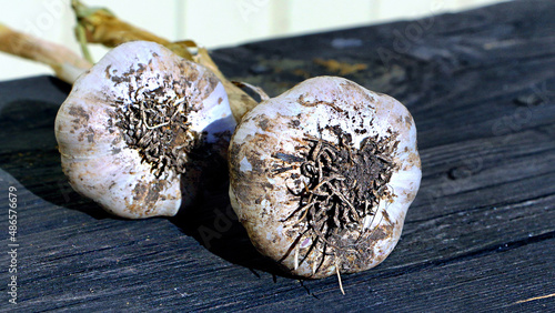 seed heads