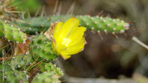 Yellow flower on a cactus in the Jerusalem dry forest, outside of Quito, Ecuador