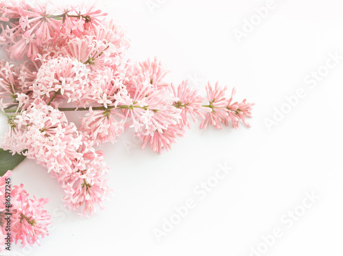 pink lilac on the border of the white background. Banner delicate lilac flowers Hungarian Syringa josikaea photo