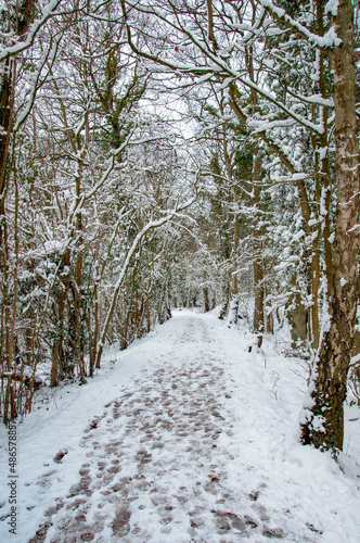 Wallpaper Mural Winter snows in the woods. Torontodigital.ca
