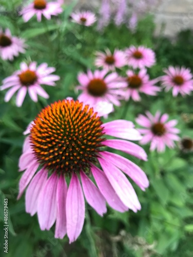 Echinacea flower bloomed in early July 