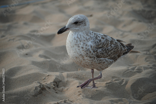 Seagull walks on the send