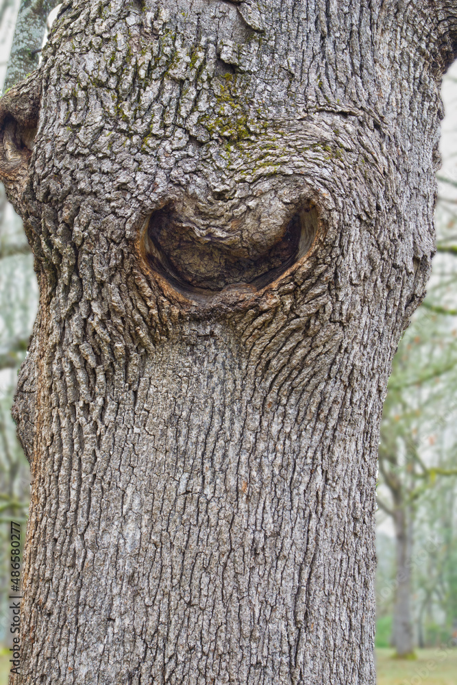 Obraz premium Heart shaped hollow inside white oak tree. Love nature concept