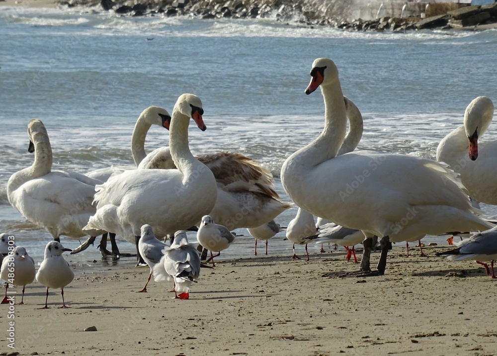 Beautiful swans birds during sunset in Black sea at Varna - BG Beautiful swans birds during sunset in Black sea at Varna - BG