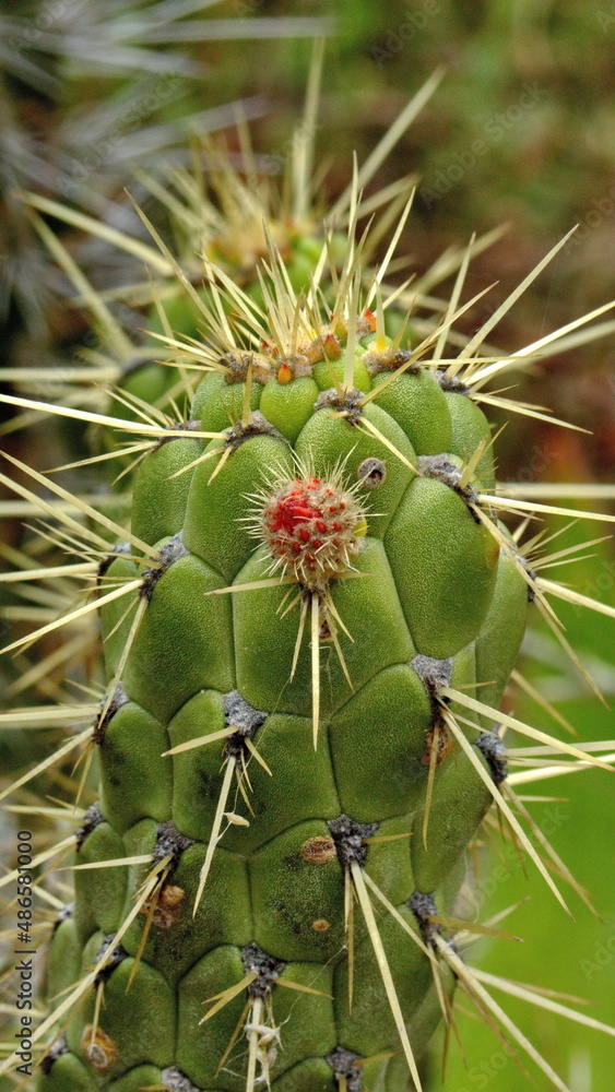 Bud on a cactus in the Jerusalem Dry Forest, outside of Quito, Ecuador Bud on a cactus in the Jerusalem Dry Forest, outside of Quito, Ecuador