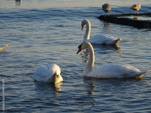 Beautiful swans birds during sunset in Black sea at Varna - BG