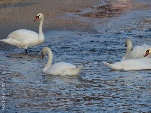 Beautiful swans birds during sunset  in Black sea at Varna - BG