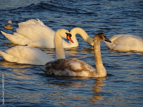 Beautiful swans birds during sunset in Black sea at Varna - BG