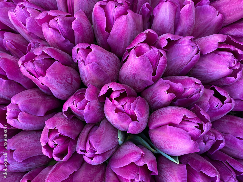 bouquet of beautiful purple tulips