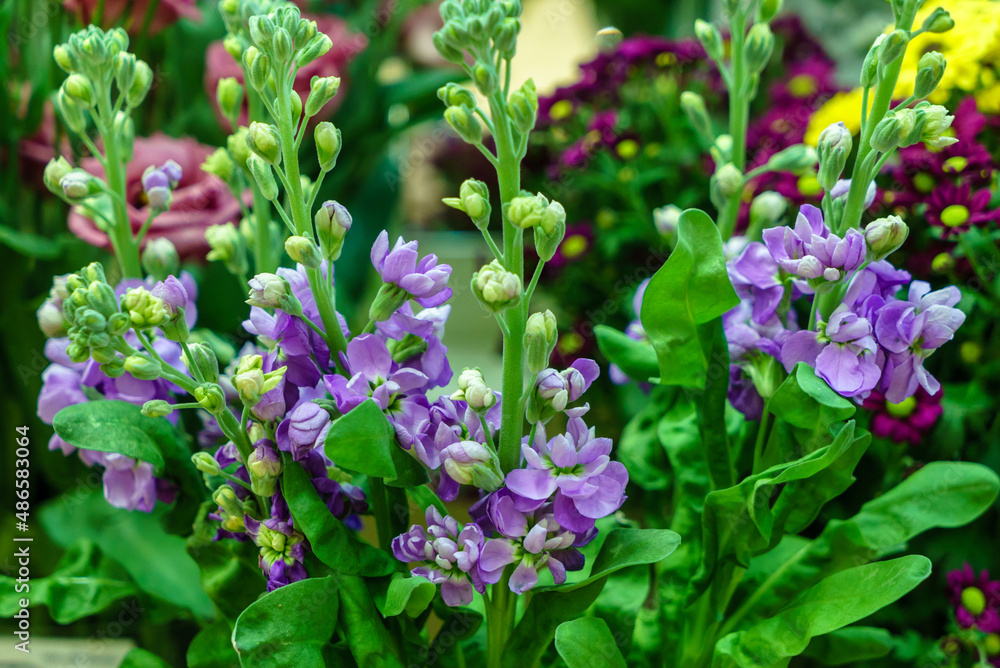 Beautiful bouquet of spring flowers Beautiful bouquet of spring flowers