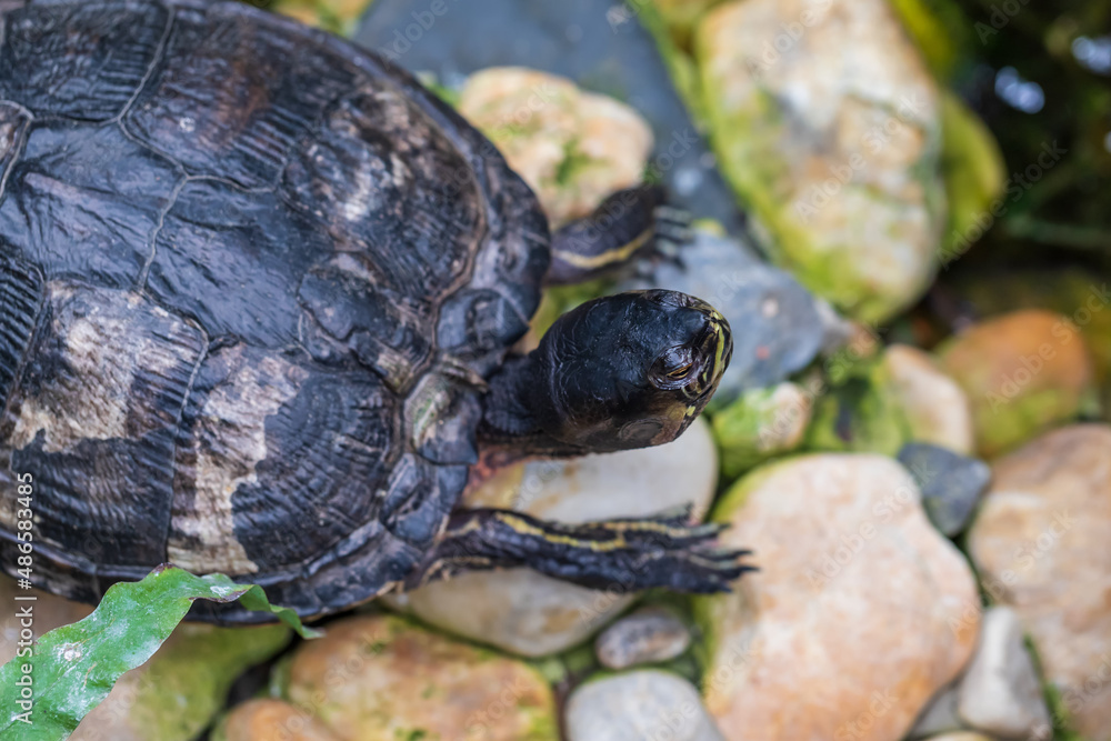 Close-up portrait of a turtle head. The background is blurred by the technique of photography. Close-up portrait of a turtle head. The background is blurred by the technique of photography.