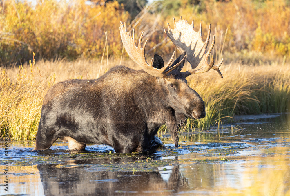 Shiras Moose Bull During the Rut in Wyoming in Autumn Shiras Moose Bull During the Rut in Wyoming in Autumn