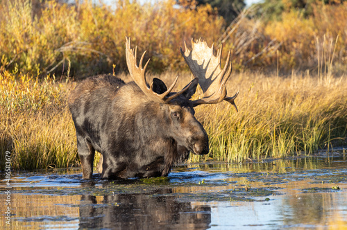 Shiras Moose Bull During the Rut in Wyoming in Autumn © natureguy