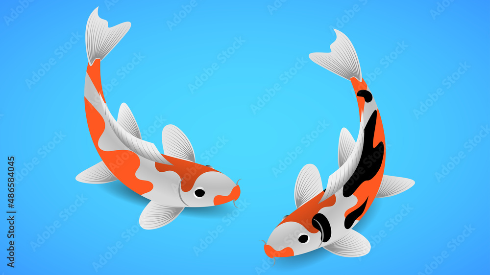 Naklejka premium Japanese koi carp on blue background