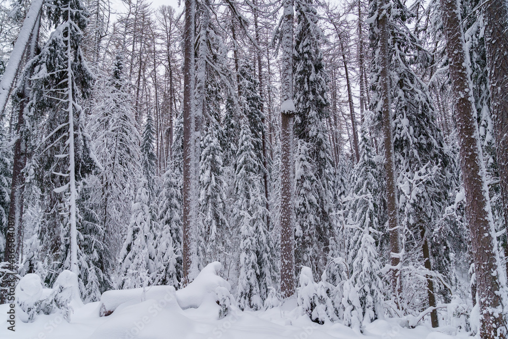 Winter background, Close up of snowy branches of coniferous trees drooping down under weight of fallen snow on cold frosty day. Scandinavian nature concept Winter background, Close up of snowy branches of coniferous trees drooping down under weight of fallen snow on cold frosty day. Scandinavian nature concept