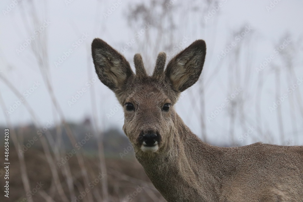 zwierzak, ssak, dzika natura, jelonek, młody jelonek, środowisko naturalne, futro, portret, Polska, Podkarpacie, wiosna, uszy, łąka, pyszczek, legowisko, poroże, sierść ,jedzenie , trawa, wypas, zwierzak, ssak, dzika natura, jelonek, młody jelonek, środowisko naturalne, futro, portret, Polska, Podkarpacie, wiosna, uszy, łąka, pyszczek, legowisko, poroże, sierść ,jedzenie , trawa, wypas,