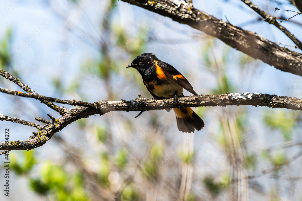 Naklejka premium Male American Redstart (Setophaga ruticilla) singing in a tree.