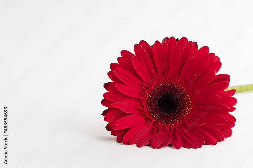 Red herbera on white background. Concept of feminity