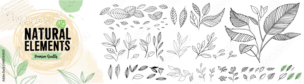 Set of hand drawn natural elements. Vector illustration concepts of leaves for graphic and web design of organic and natural products, beauty and fashion, cosmetics and wellness, food and drink. - obrazy, fototapety, plakaty 