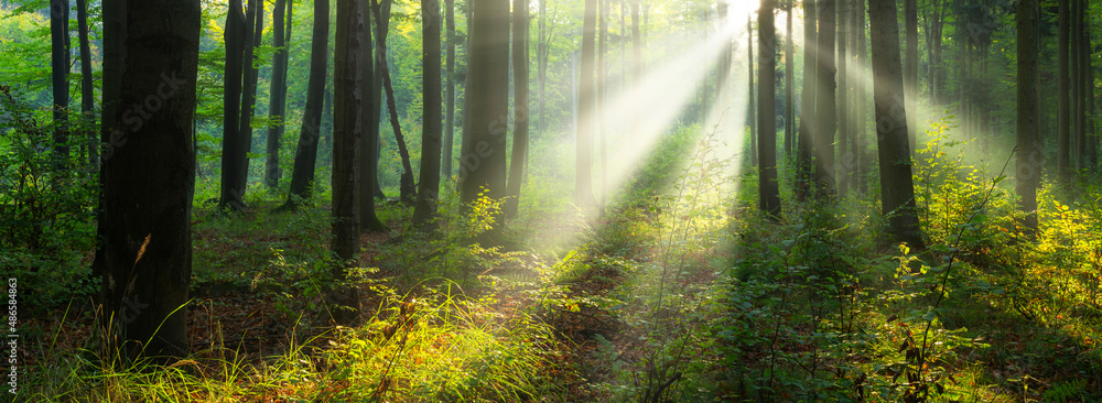 Obraz premium Beautiful sunny morning in the green forest