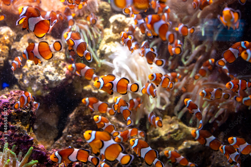 Fototapeta premium Sea aquarium with salt water and differenet colorful coral reef fish, Amphiprioninae Clownfish