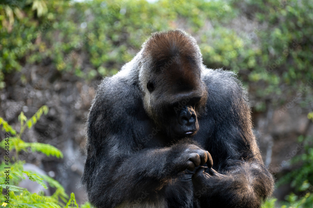 Gorilla herbivorous, great black ape inhabit tropical forests of equatorial Africa Gorilla herbivorous, great black ape inhabit tropical forests of equatorial Africa