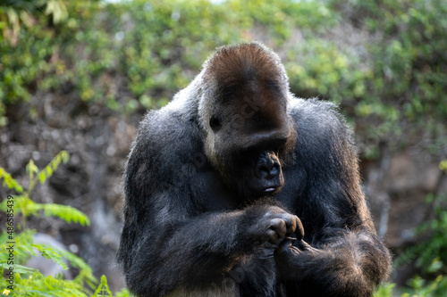 Gorilla herbivorous, great black ape inhabit tropical forests of equatorial Africa © barmalini