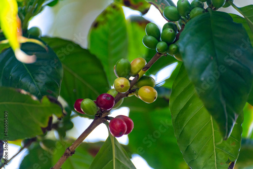 Arabica coffee tree with ripening coffee cherries berries on plantation