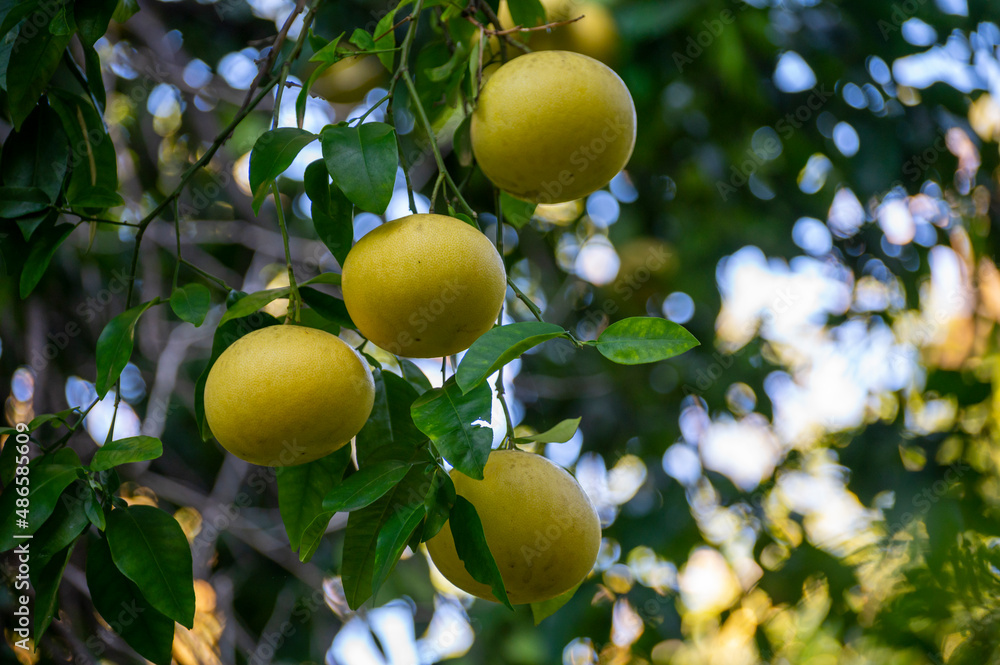 Big yellow citrus fruits hanging on pomelo tree