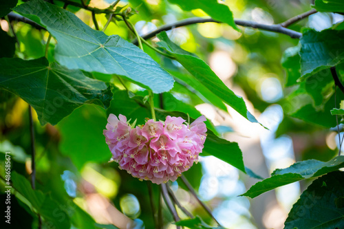 Pink snowballs of blossoming dombeya x cayeuxii tropical tree photo