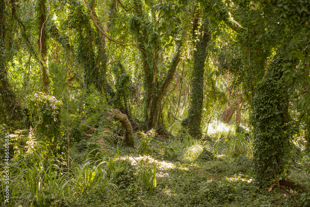 Fototapeta premium Panoramic scene from Hana forest in Maui, Hawai, 2022